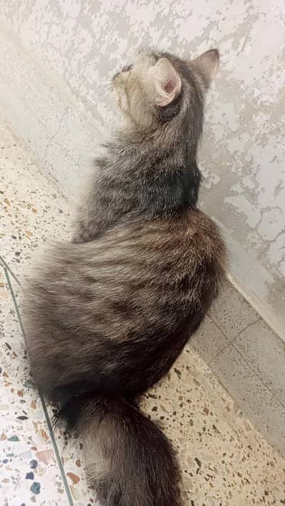 Persian cat