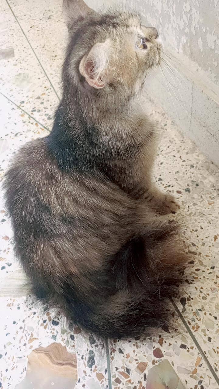 Persian cat 2