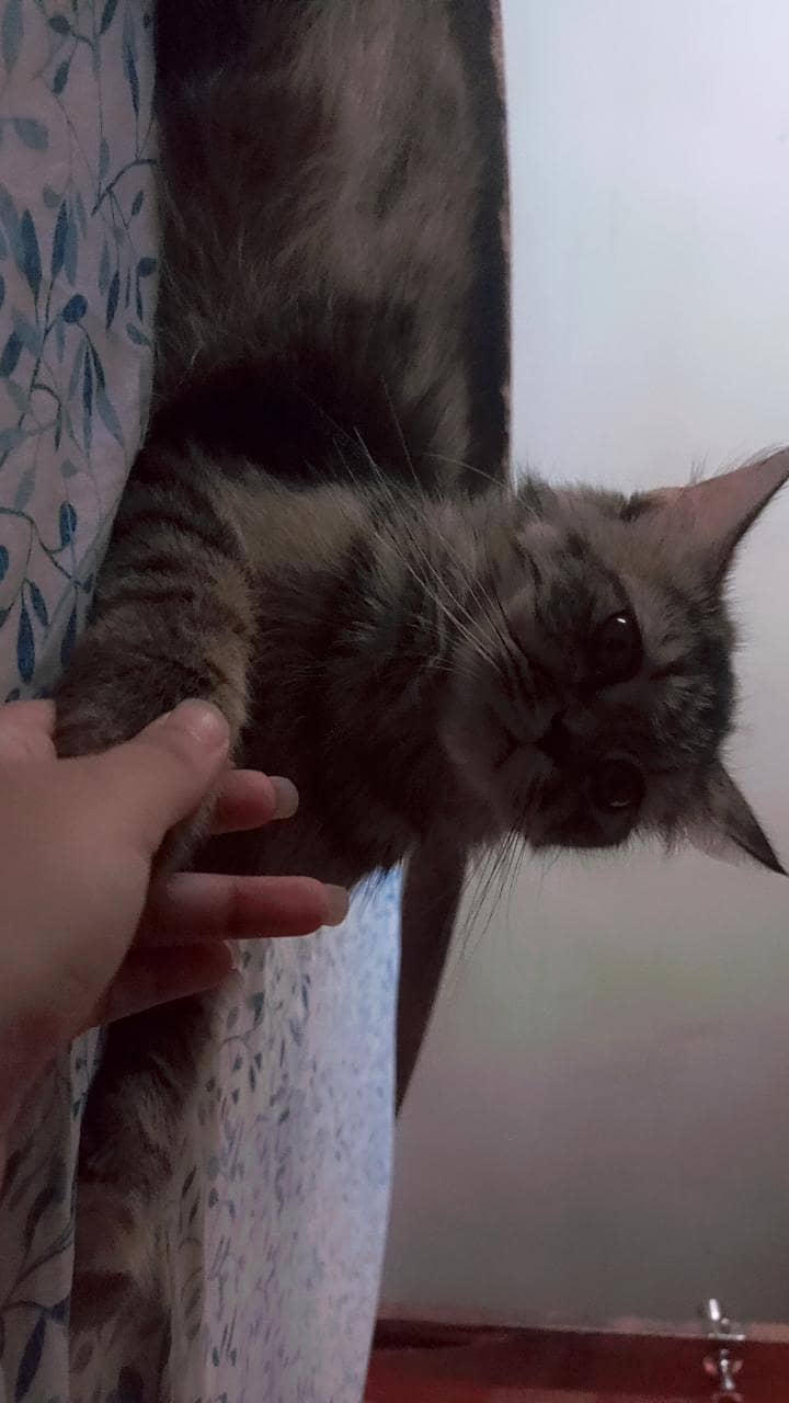 Persian cat 3