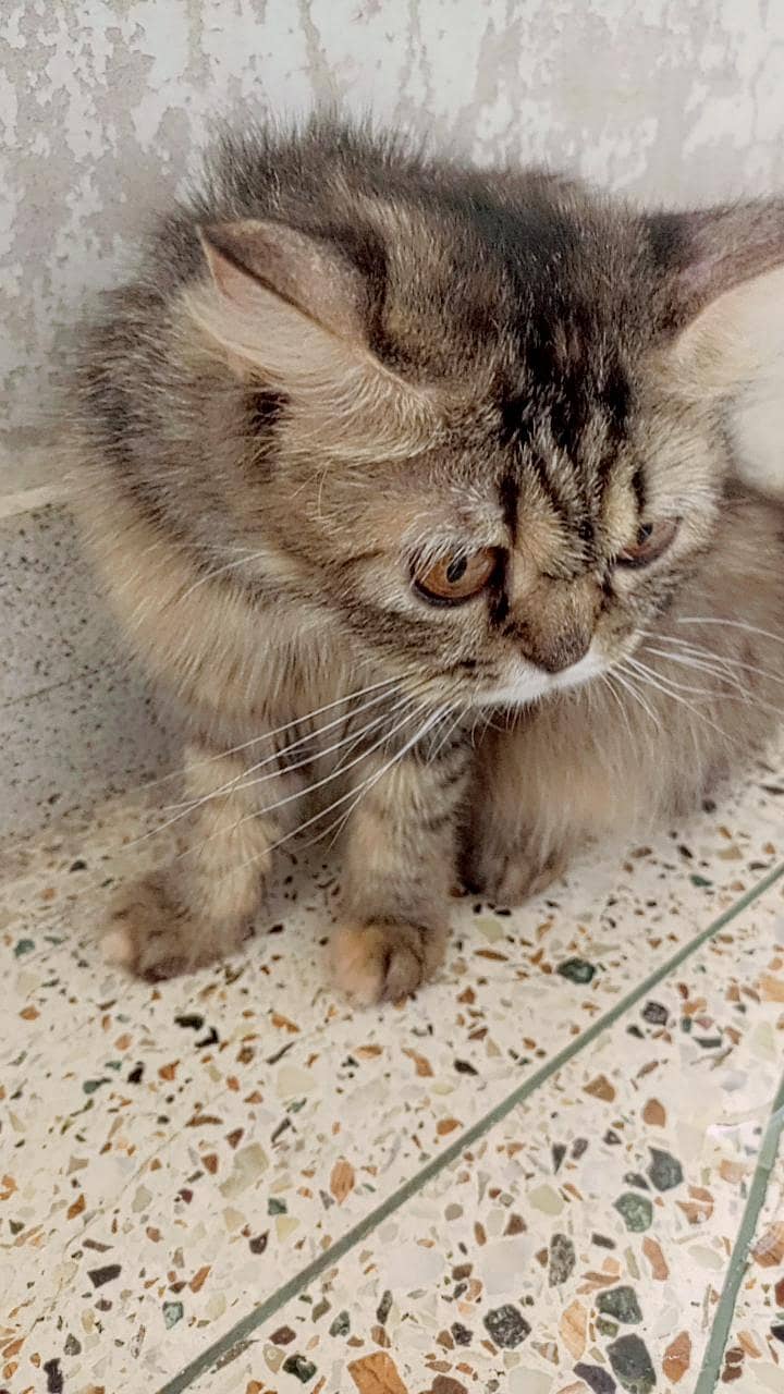Persian cat 4