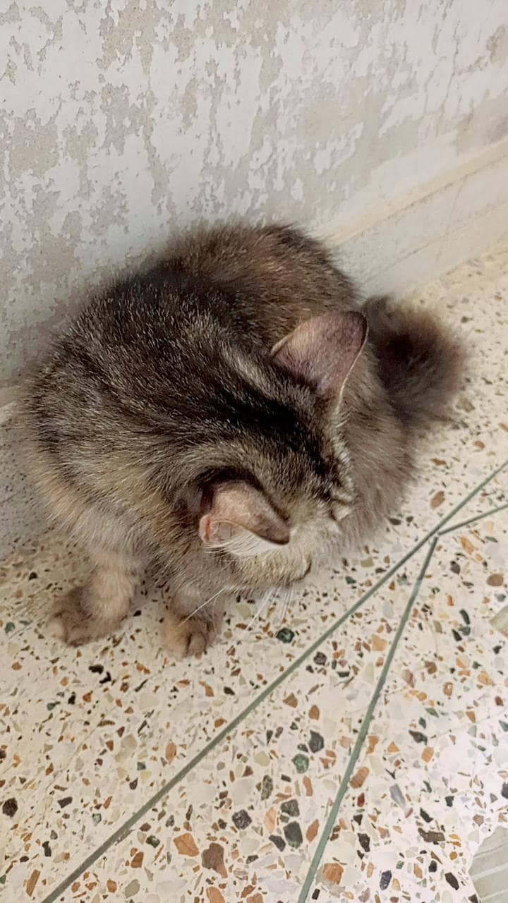 Persian cat 5
