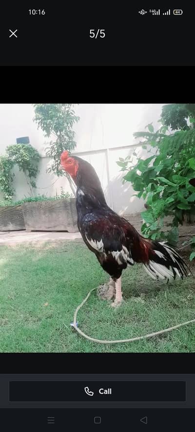 Aseel Murga for sale