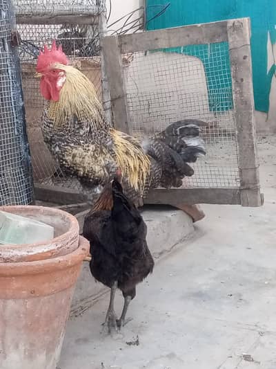 ghar ka palay murga murgi desi murga murgi takatwar or sehat mand