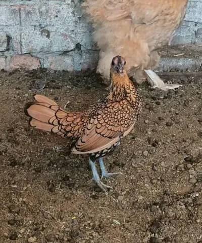 1Golden buff female ,1 white polish Female, 1golden sebrite female