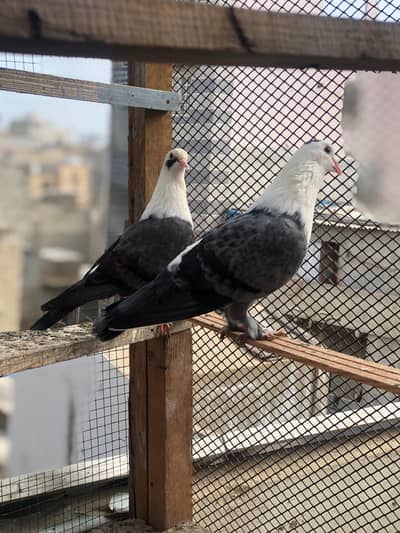 Karbali kabootar