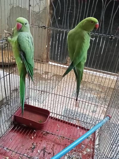 Green Parrot