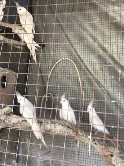 White cockatiel