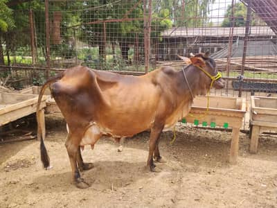 Dodh wali cow for sale