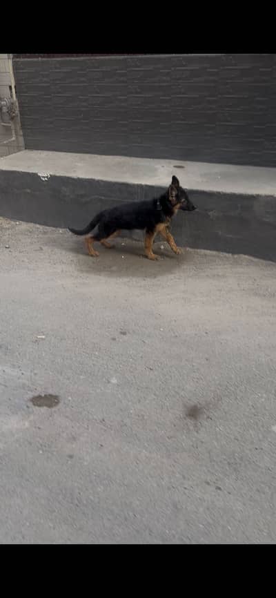 Pink pedigree german female