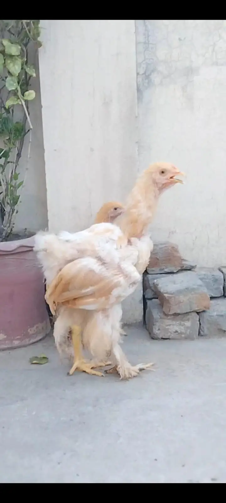 Golden buff pair available . . .