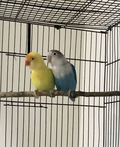 Love bird pair with chick for sale