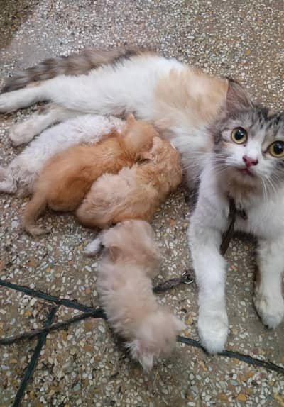 persian cat with 4 kitten s. .