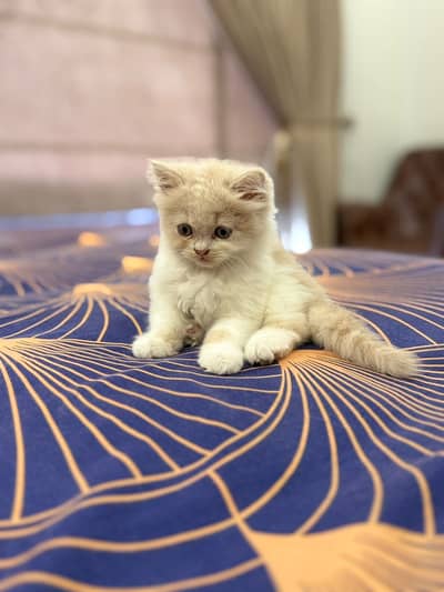 Persian kittens doll face