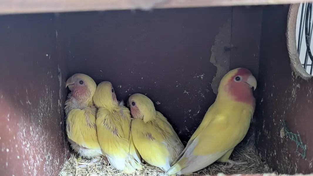 Lutino Rosy-faced/Peach-faced Lovebirds Or Albino Red-Eyed Lovebirds.