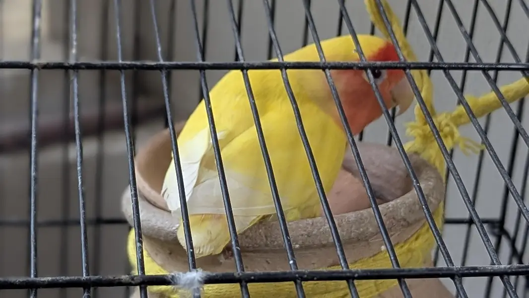 Lutino Rosy-faced/Peach-faced Lovebirds Or Albino Red-Eyed Lovebirds. — photo 2