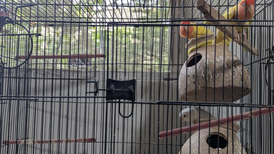 Lutino Rosy-faced/Peach-faced Lovebirds Or Albino Red-Eyed Lovebirds. — photo 3