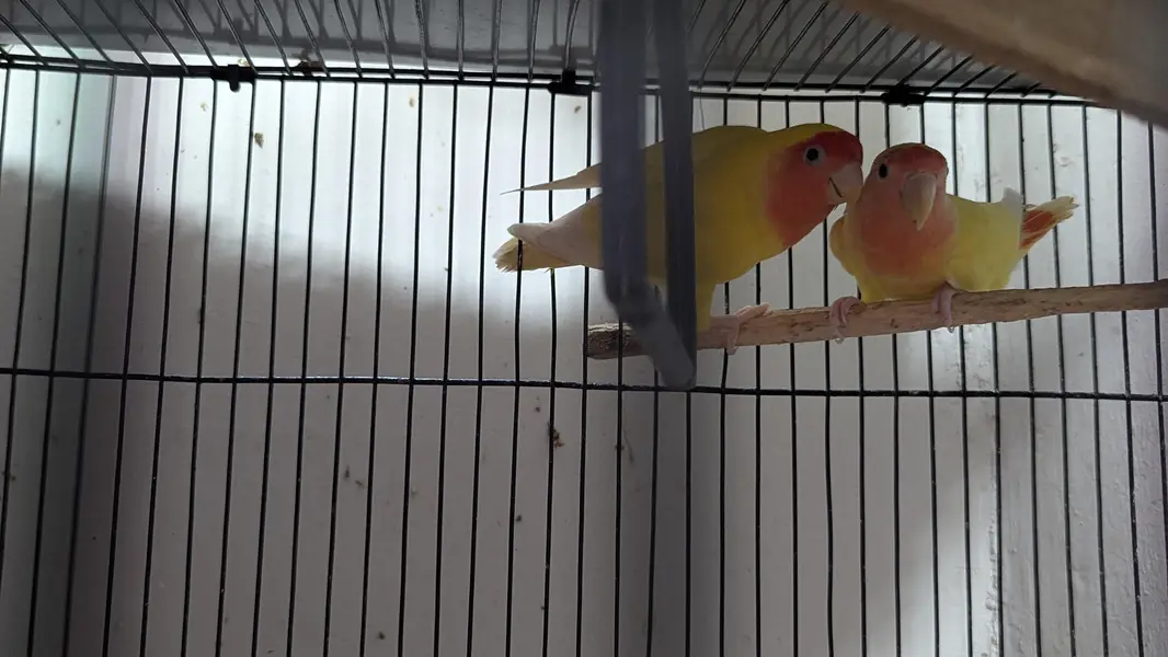 Lutino Rosy-faced/Peach-faced Lovebirds Or Albino Red-Eyed Lovebirds. — photo 4