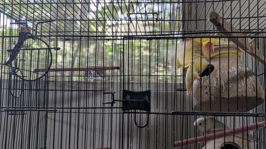 Lutino Rosy-faced/Peach-faced Lovebirds Or Albino Red-Eyed Lovebirds. — photo 5