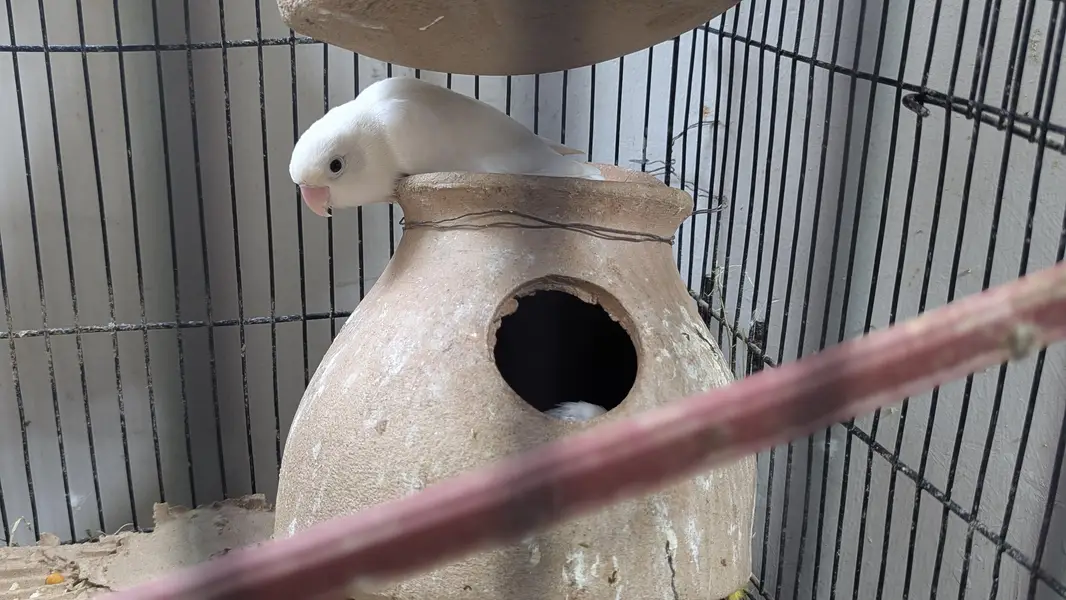 Lutino Rosy-faced/Peach-faced Lovebirds Or Albino Red-Eyed Lovebirds. — photo 6