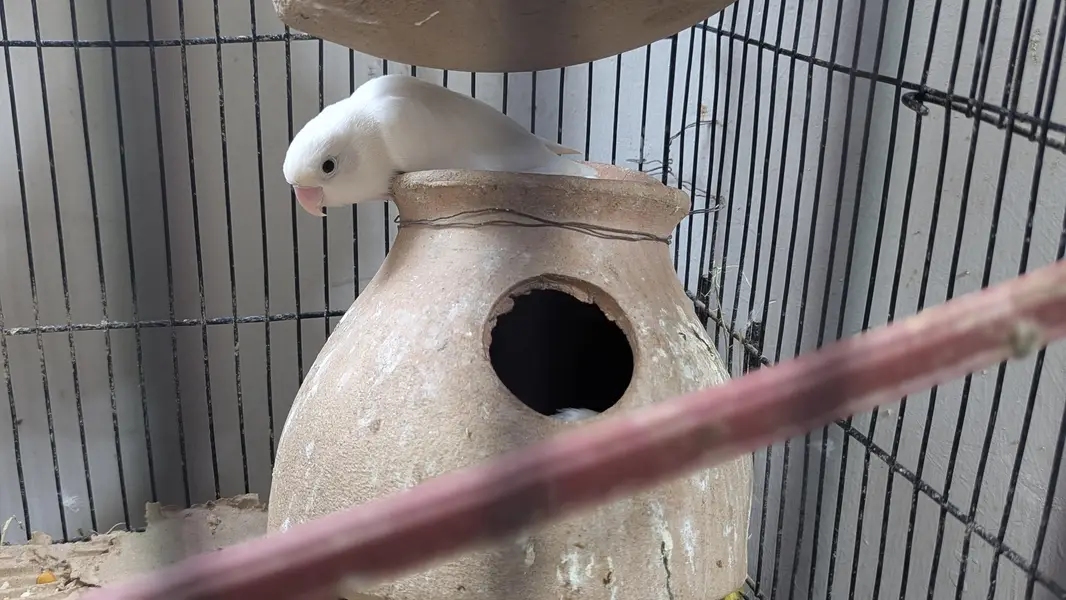 Lutino Rosy-faced/Peach-faced Lovebirds Or Albino Red-Eyed Lovebirds. — photo 7