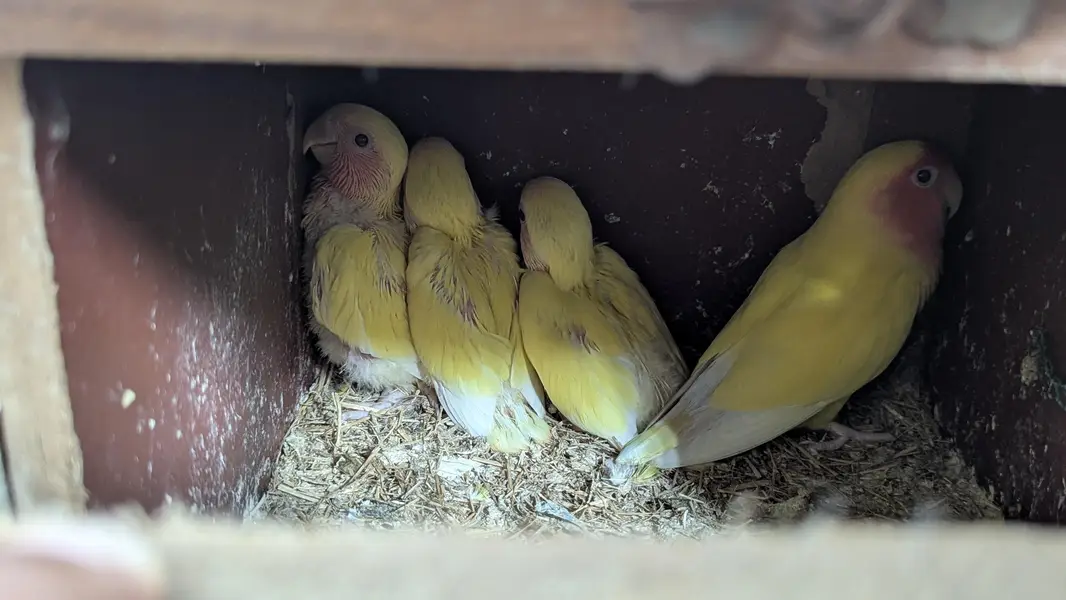 Lutino Rosy-faced/Peach-faced Lovebirds Or Albino Red-Eyed Lovebirds. — photo 9