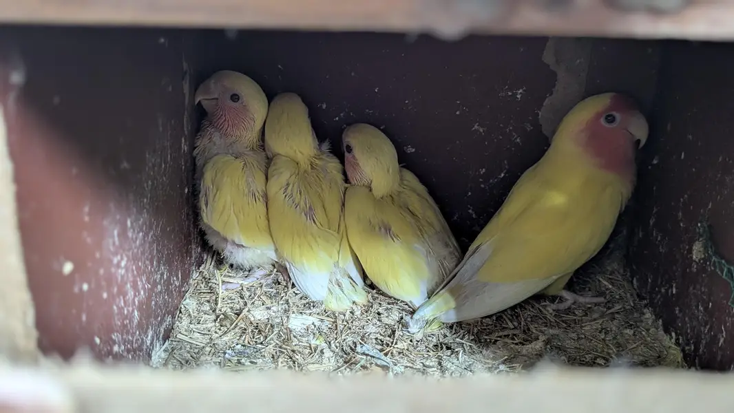Lutino Rosy-faced/Peach-faced Lovebirds Or Albino Red-Eyed Lovebirds. — photo 10