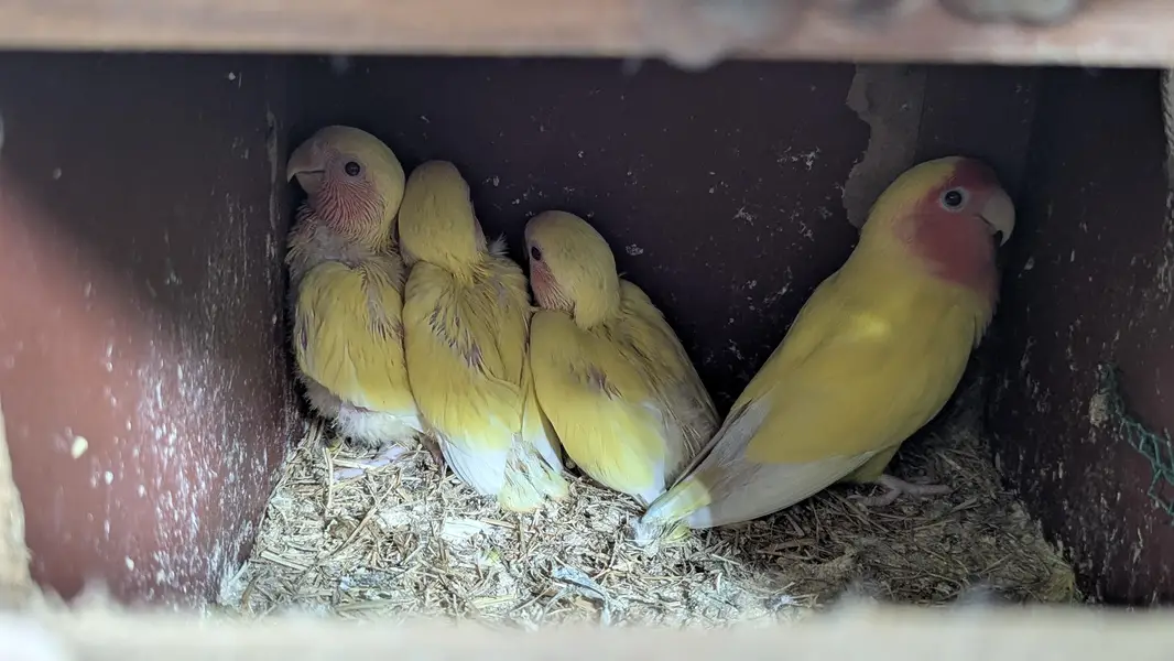 Lutino Rosy-faced/Peach-faced Lovebirds Or Albino Red-Eyed Lovebirds. — photo 11