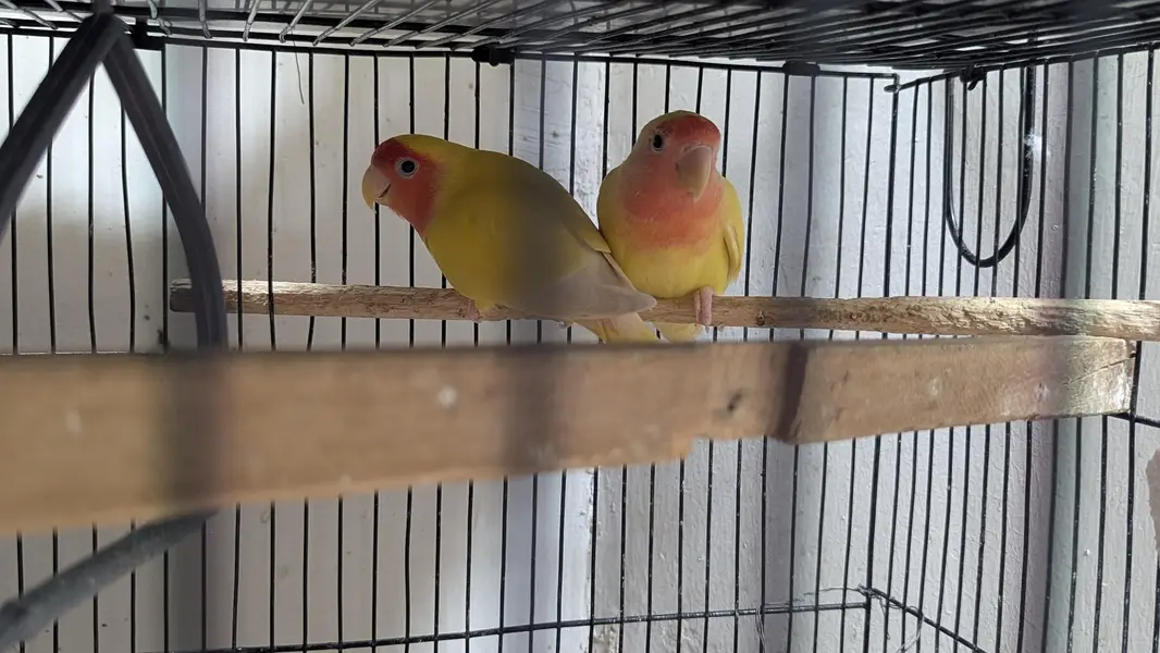 Lutino Rosy-faced/Peach-faced Lovebirds Or Albino Red-Eyed Lovebirds. — photo 12