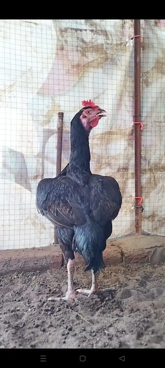 Top Quality Bengum female available — photo 3