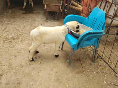 Kajla tota pari dumba for sale
