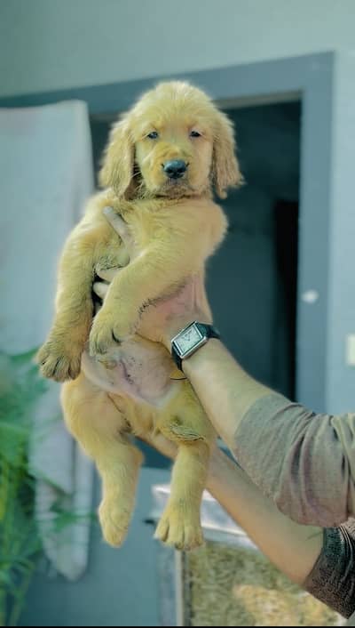 Golden retriever top notch quality puppy