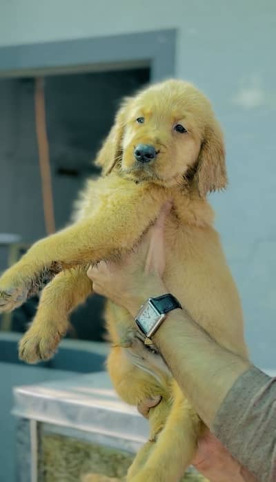 Golden retriever top notch quality female puppy