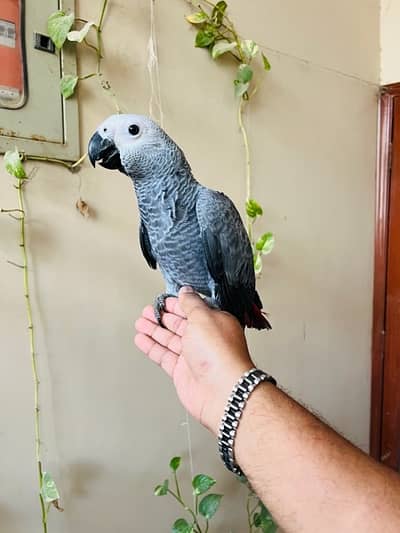 Grey Parrot