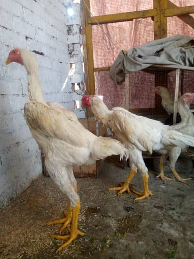 German Shamo Hen