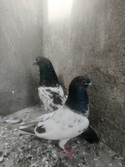 Ferozpuri pair for sale Male puranay lakway may ha