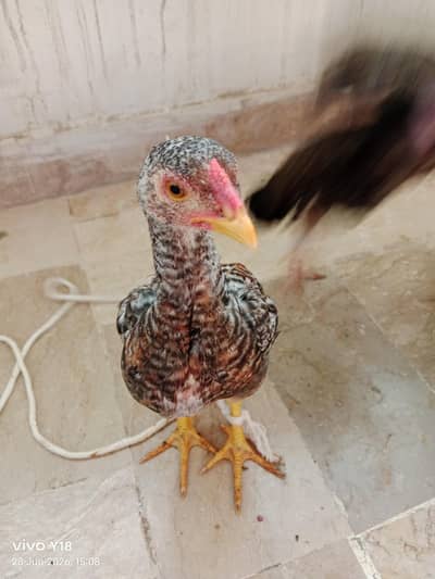 Male and female asal aseel for sale argent