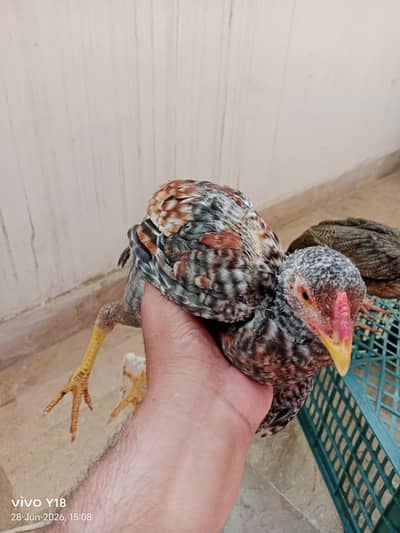 Male and female asal aseel for sale argent