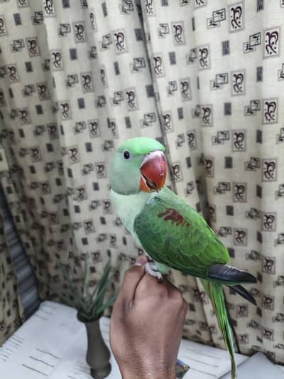 raw parrot hand tame self 03240045535