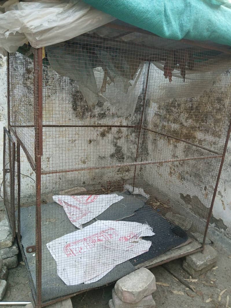 hen birds big cage 4