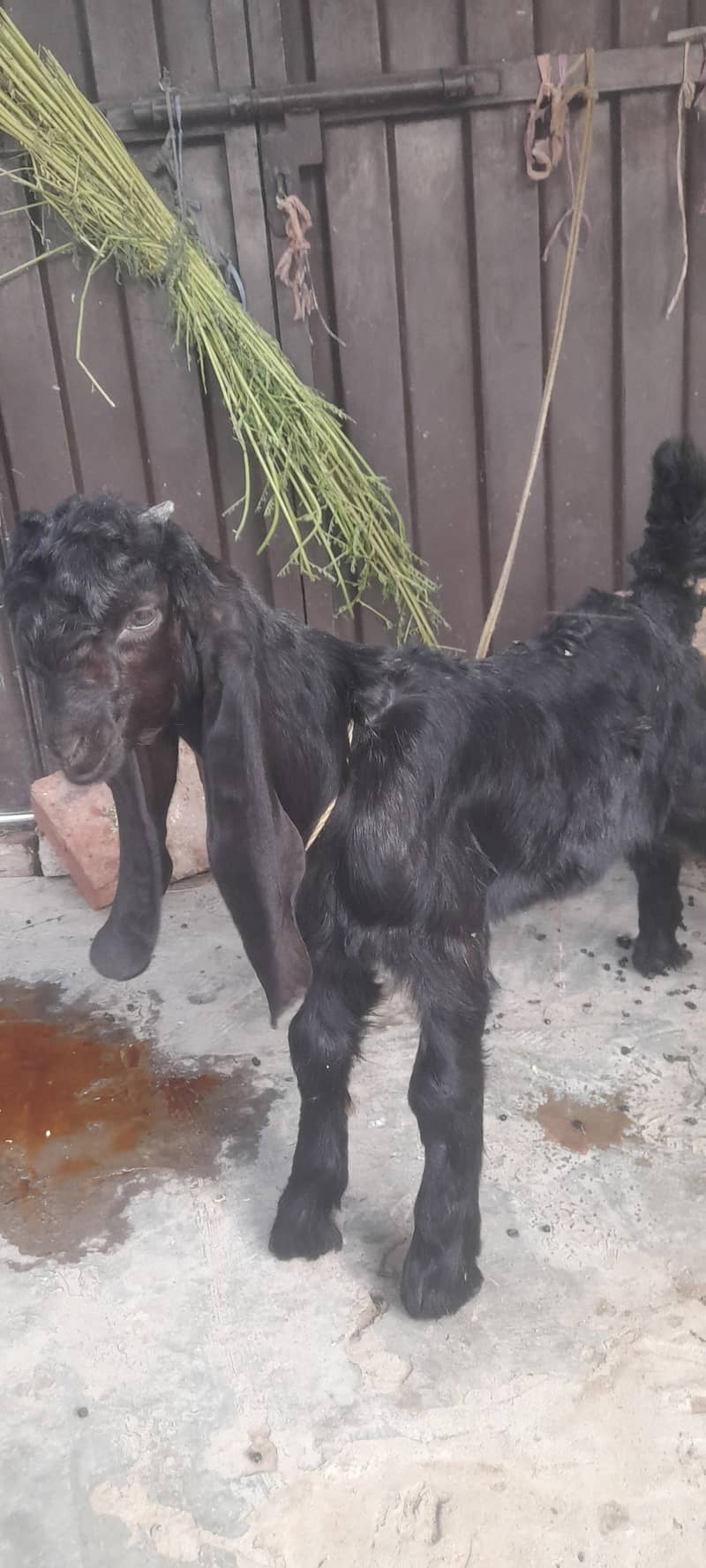 bakra 0