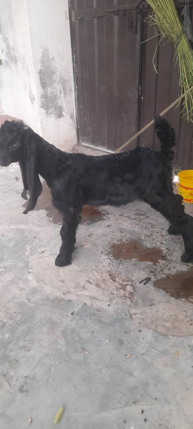 bakra 1
