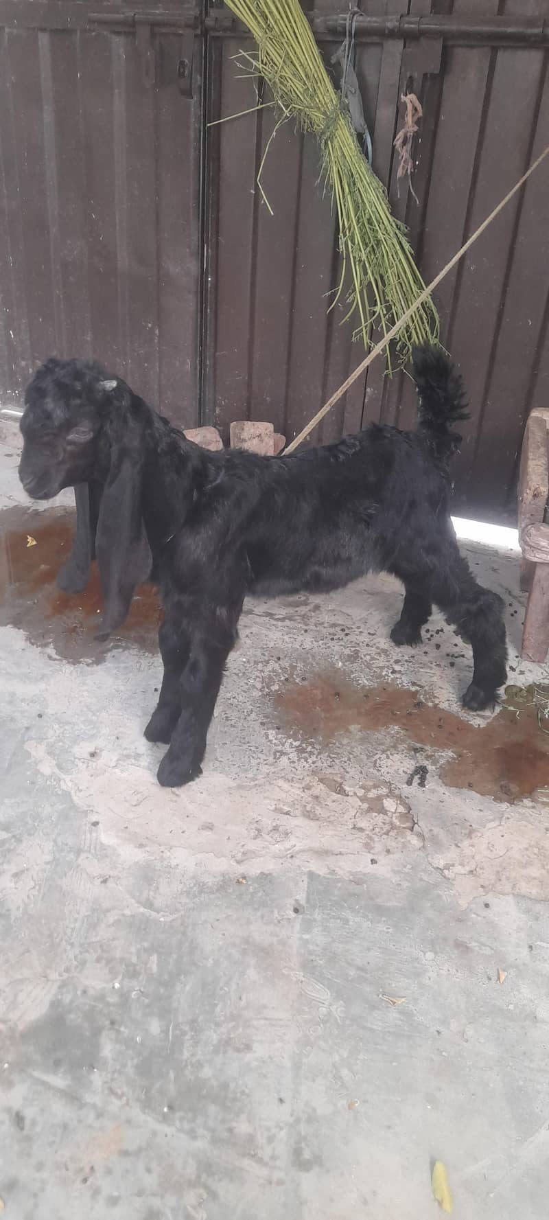 bakra 2