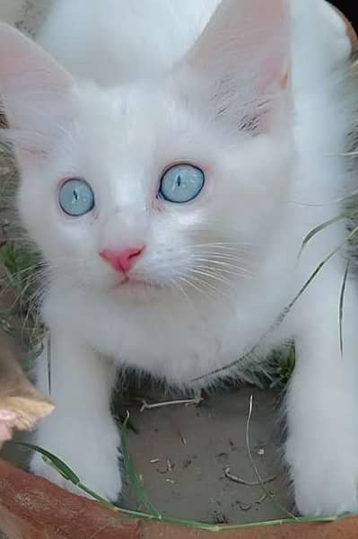 oskar