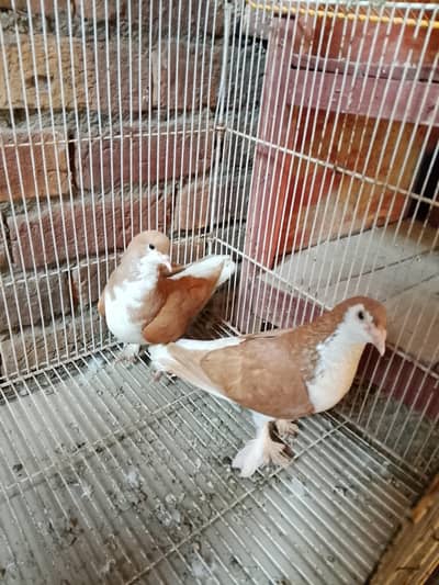 sherazi pigeon