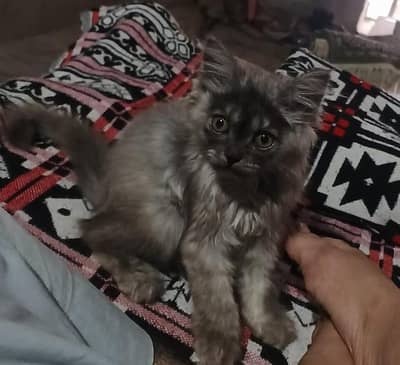 female kitten for sale