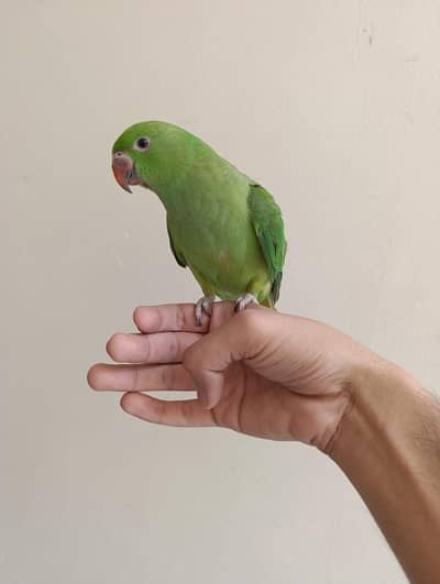 Handtame Talking Parrot Chicks For Sale