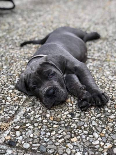 Cane Corso for sale || imported breed || puppies for sale