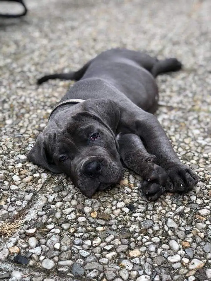 Cane Corso for sale || imported breed || puppies for sale