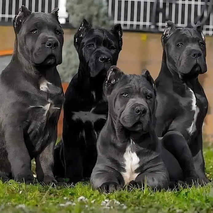 Cane Corso for sale || imported breed || puppies for sale — photo 3