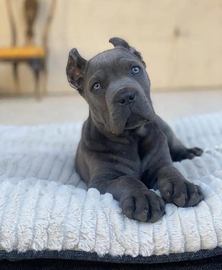 Cane Corso for sale || imported breed || puppies for sale — photo 6